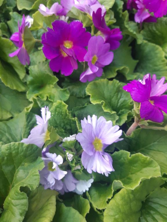 חן לגן חן לגן