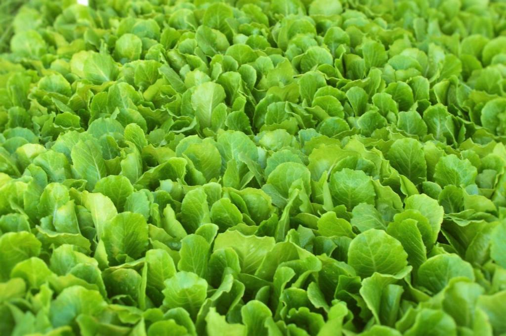 משתלת דחליל מרכז גינון ומחסן עצים משתלת דחליל מרכז גינון ומחסן עצים