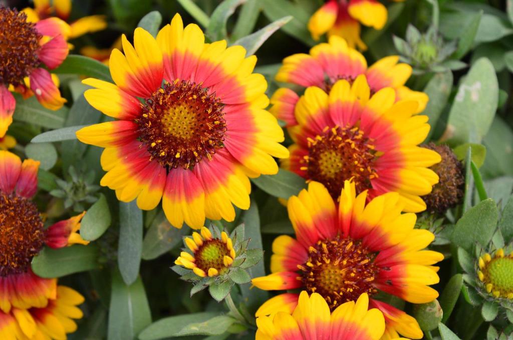 משתלת דחליל מרכז גינון ומחסן עצים משתלת דחליל מרכז גינון ומחסן עצים