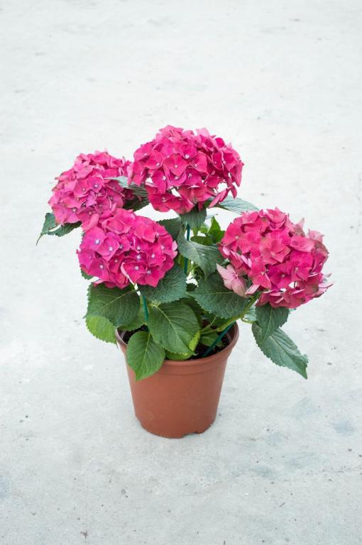 משתלת דחליל מרכז גינון ומחסן עצים משתלת דחליל מרכז גינון ומחסן עצים