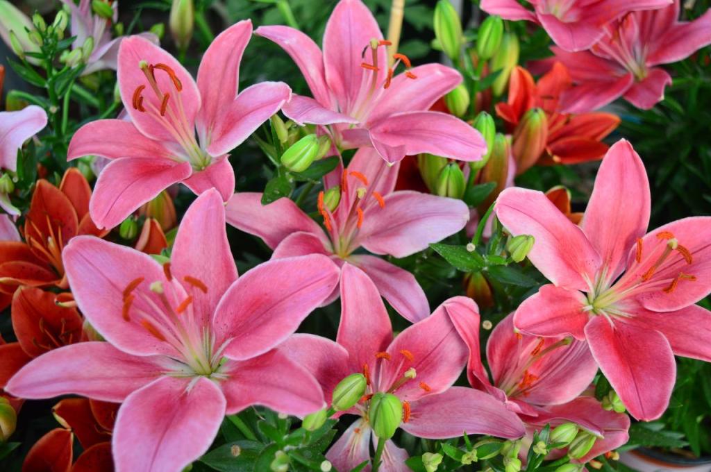 משתלת דחליל מרכז גינון ומחסן עצים משתלת דחליל מרכז גינון ומחסן עצים