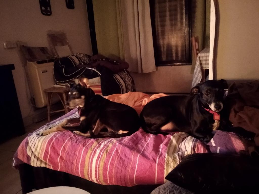 אור פנסיון ביתי לכלבים אור פנסיון ביתי לכלבים