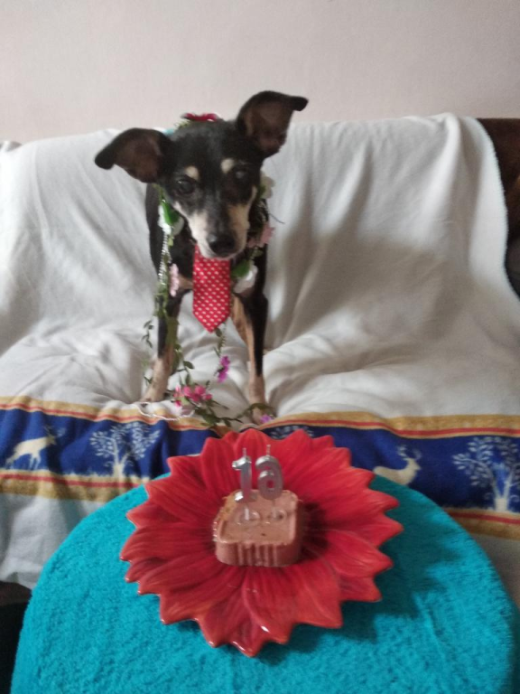 אור פנסיון ביתי לכלבים אור פנסיון ביתי לכלבים