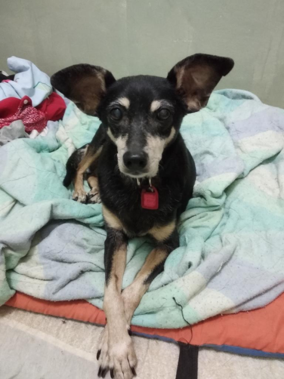 אור פנסיון ביתי לכלבים אור פנסיון ביתי לכלבים