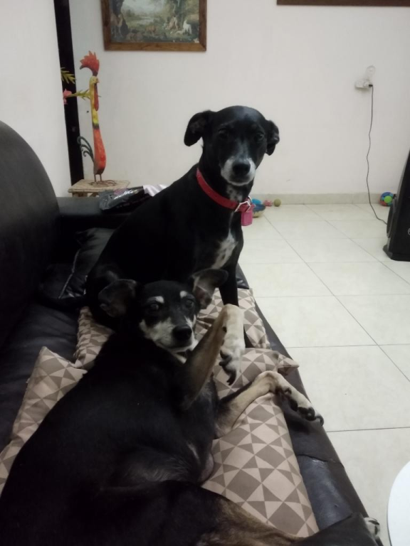 אור פנסיון ביתי לכלבים אור פנסיון ביתי לכלבים