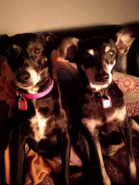 אור פנסיון ביתי לכלבים אור פנסיון ביתי לכלבים