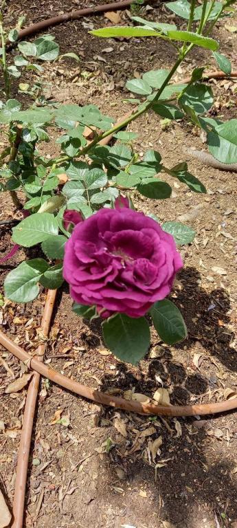 הגנן יניב הגנן יניב