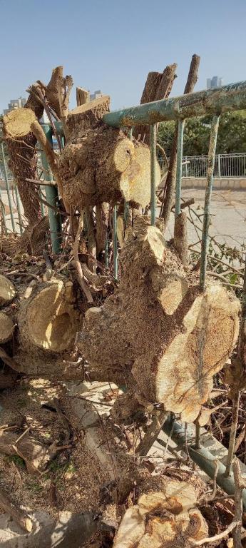 הגנן יניב הגנן יניב