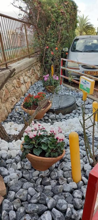 הגנן יניב הגנן יניב