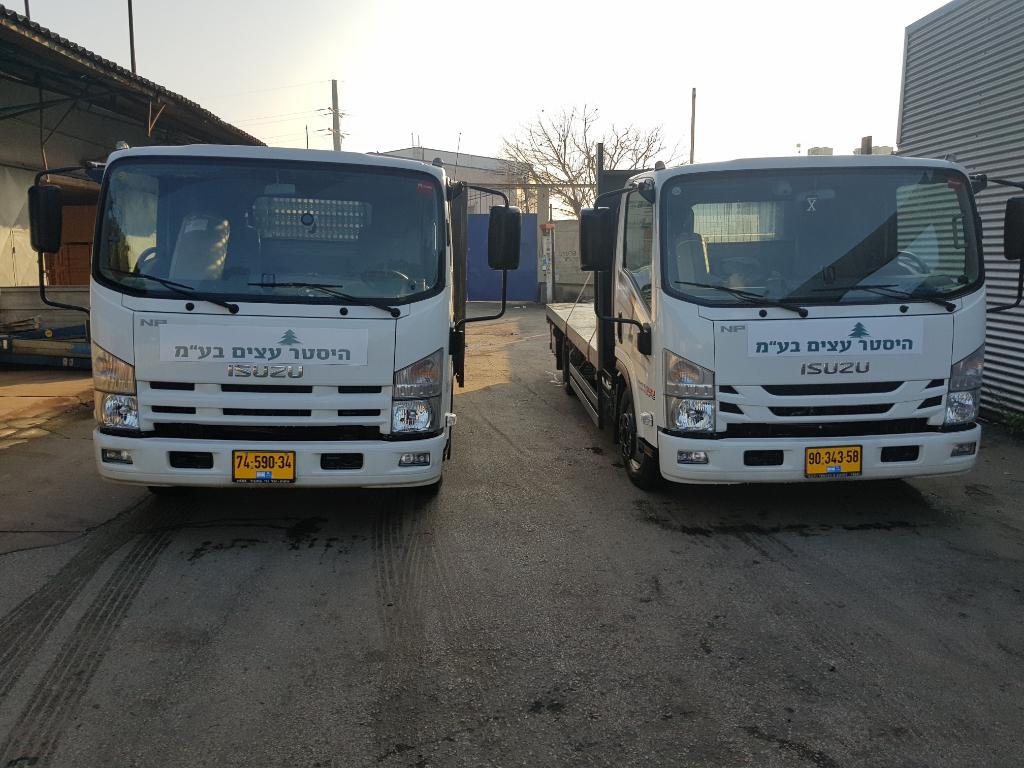 היסטר עצים היסטר עצים