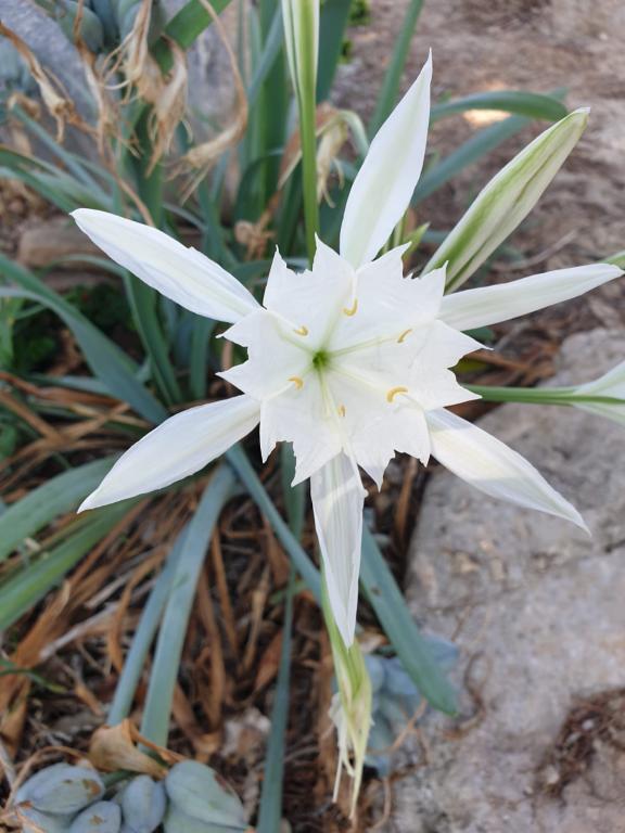 לימור קופר לימור קופר