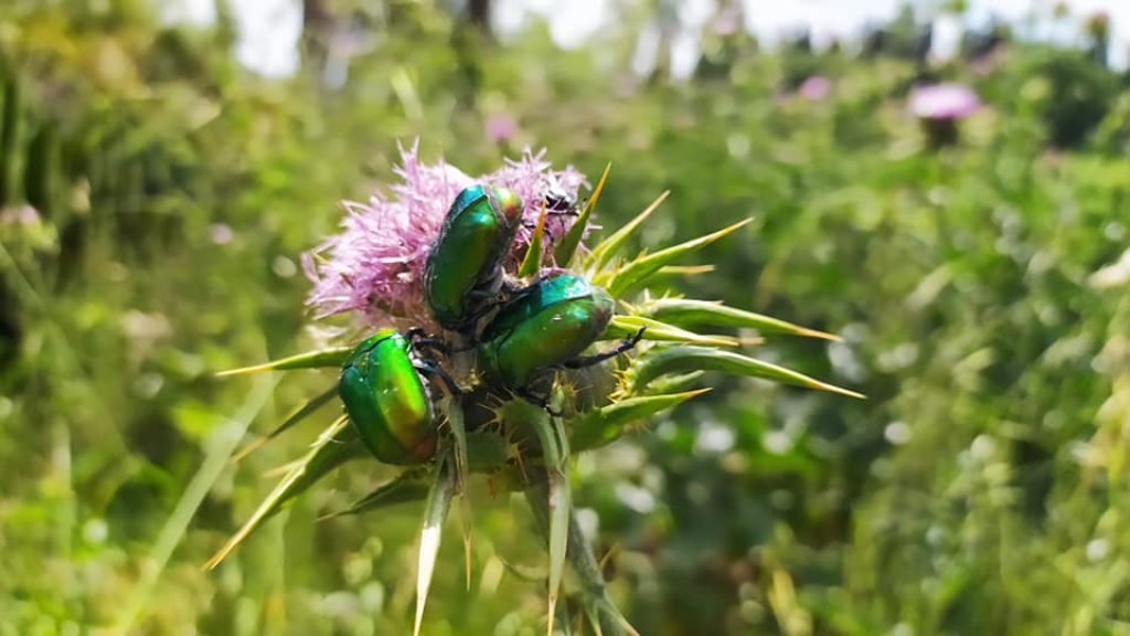 יהלי מרחב לשחרור ושמחה יהלי מרחב לשחרור ושמחה