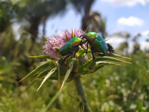יהלי מרחב לשחרור ושמחה