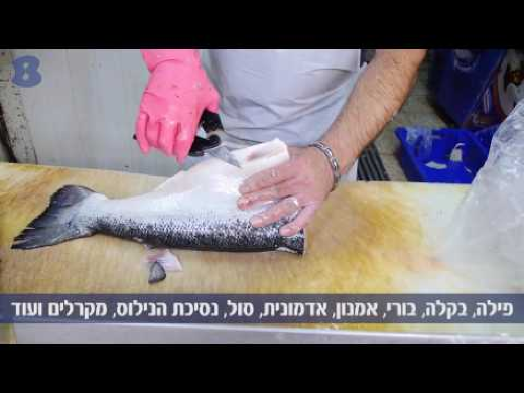 מרכז הדגים עופר עקיבא מרכז הדגים עופר עקיבא