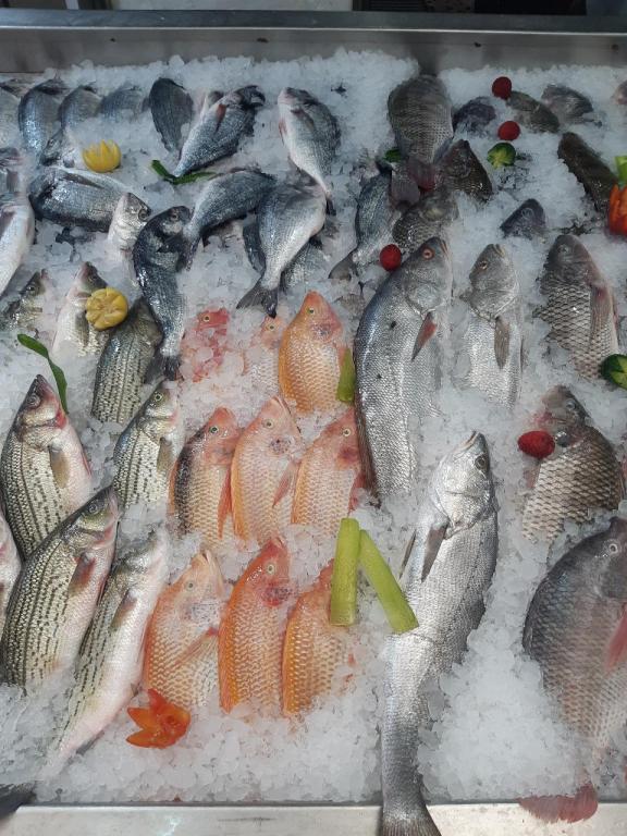 מרכז הדגים עופר עקיבא מרכז הדגים עופר עקיבא