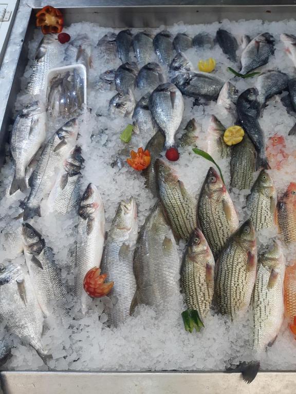 מרכז הדגים עופר עקיבא מרכז הדגים עופר עקיבא