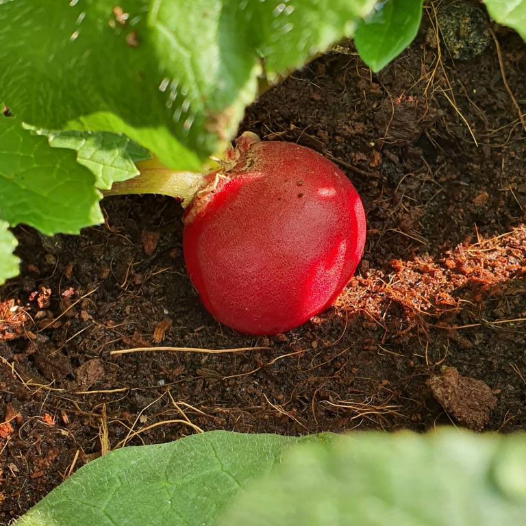 מייה ידי זהב מייה ידי זהב