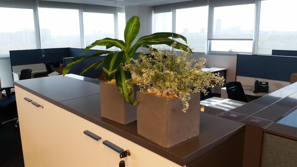 לבונה גינון לבונה גינון