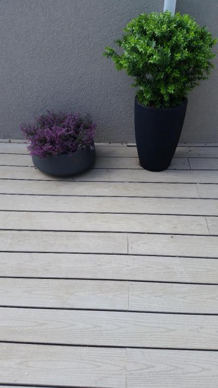 לבונה גינון לבונה גינון