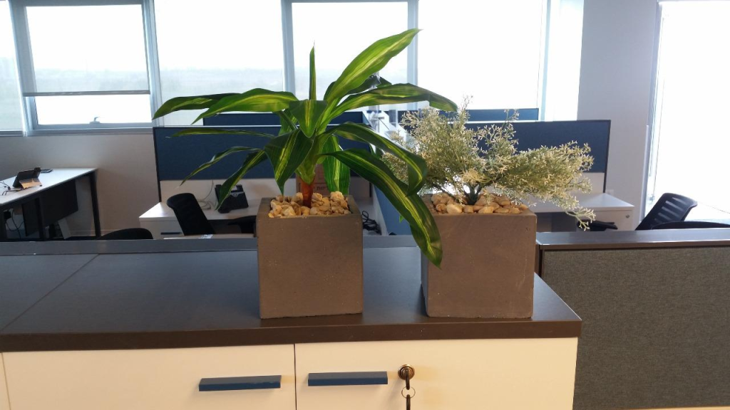 לבונה גינון לבונה גינון