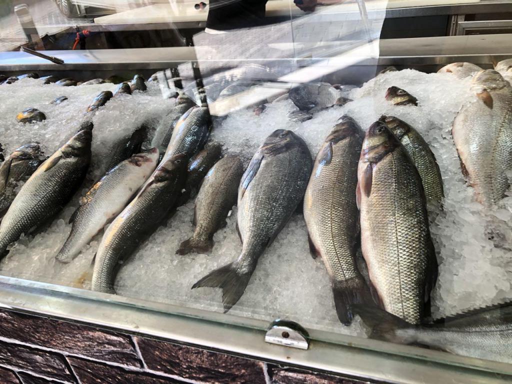 ד"ר דג ד"ר דג