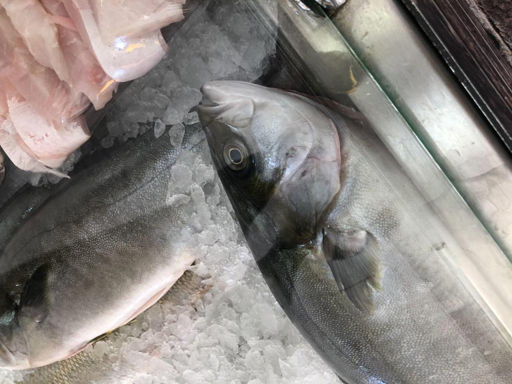 ד"ר דג ד"ר דג