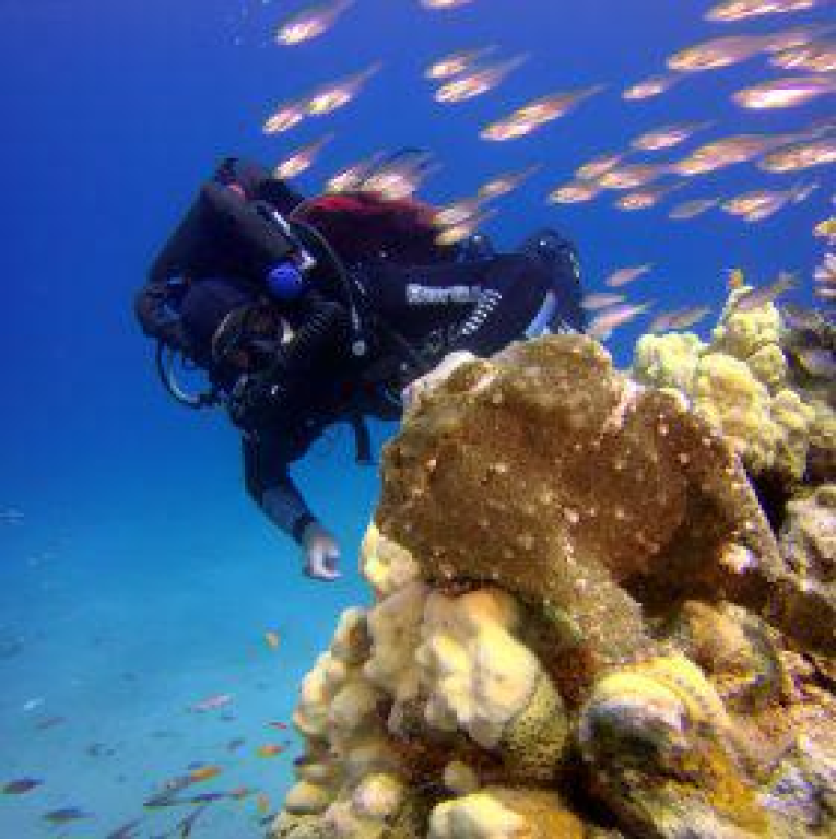 פלמידה מרכז צלילה פלמידה מרכז צלילה