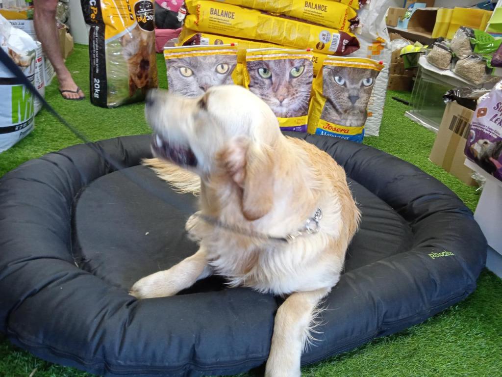 אנימל אקספרס אנימל אקספרס