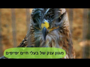 פארק ארץ הצבי