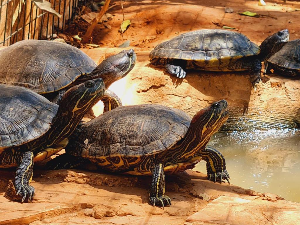 פארק ארץ הצבי פארק ארץ הצבי