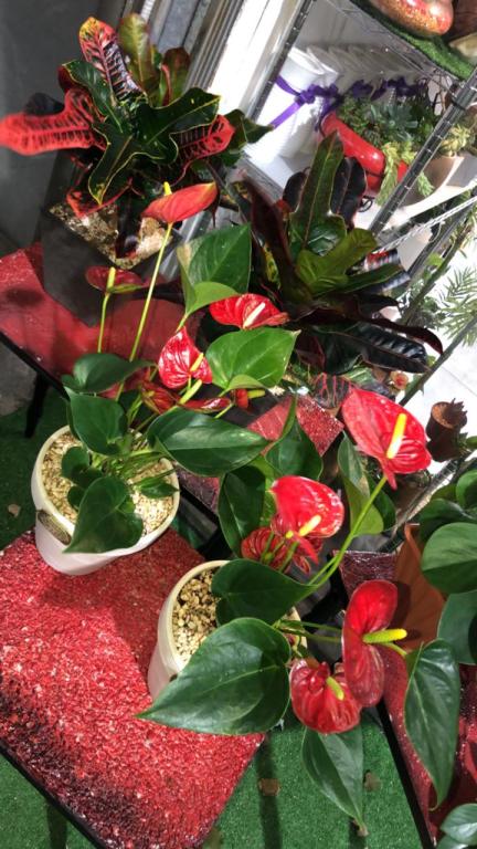 סוקולנט סוקולנט