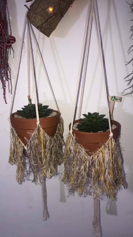 סוקולנט סוקולנט