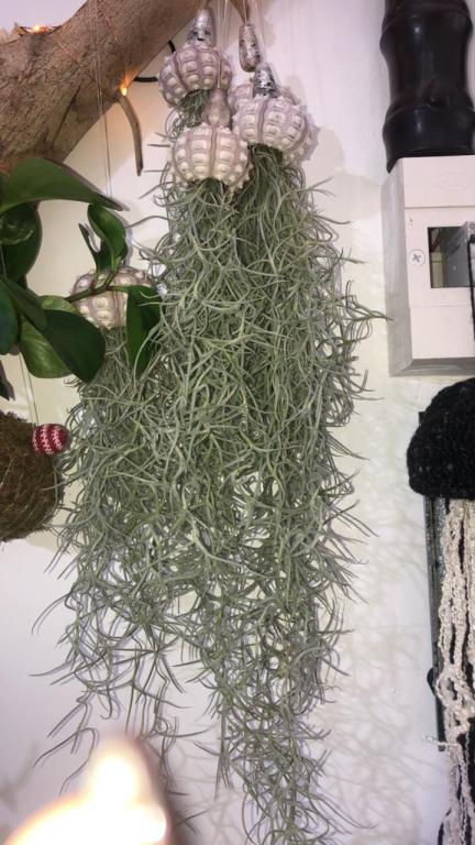 סוקולנט סוקולנט