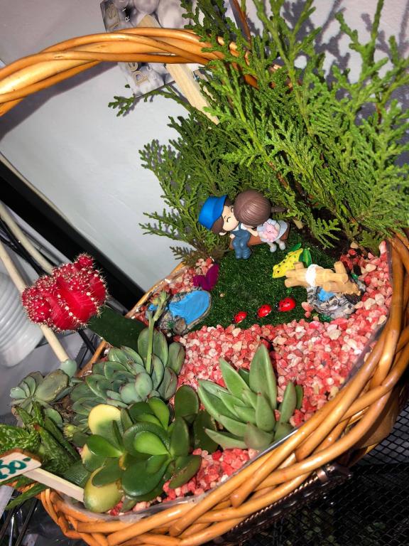 סוקולנט סוקולנט