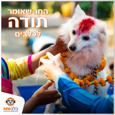 כלב טוב שירות דוגווקר חברתי