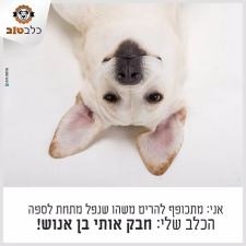 כלב טוב שירות דוגווקר חברתי