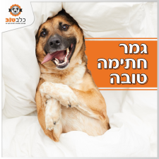 כלב טוב שירות דוגווקר חברתי