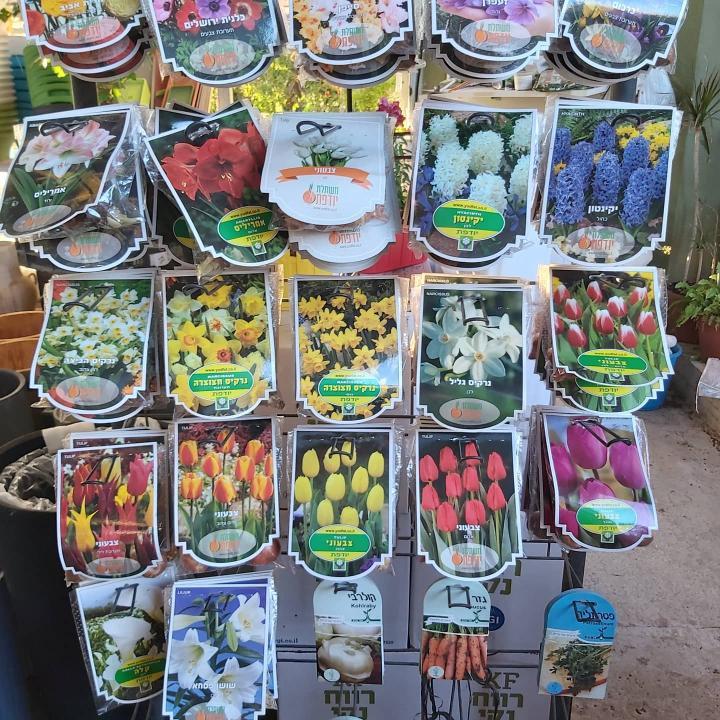 משתלת פרחי ראניה משתלת פרחי ראניה