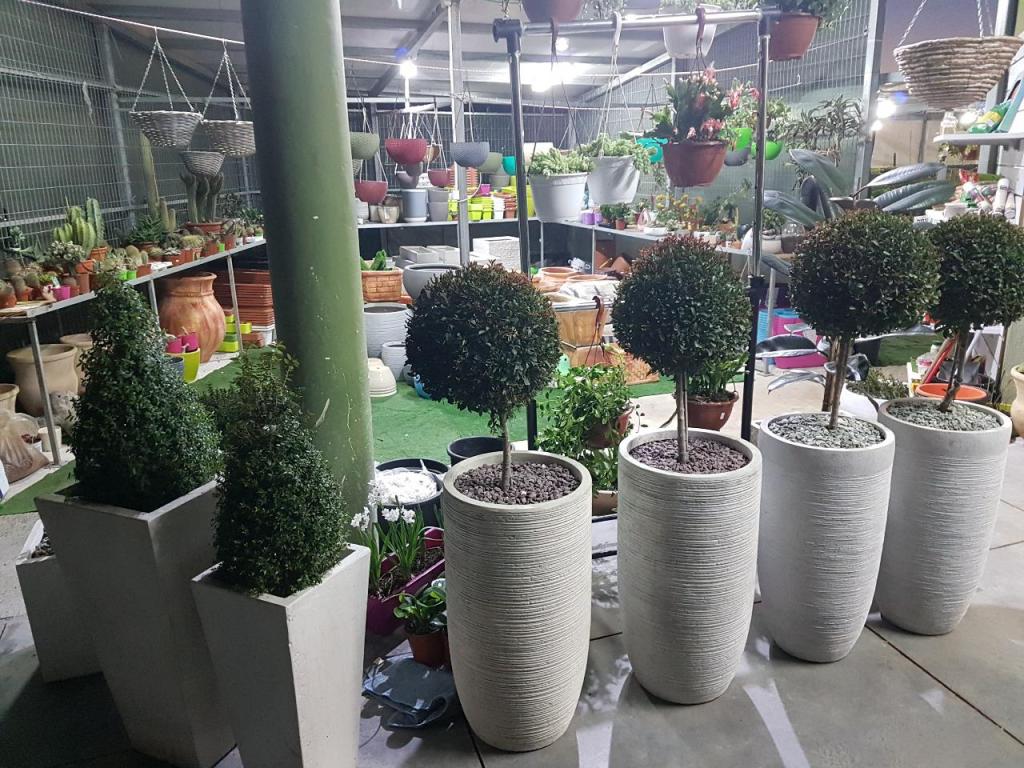 משתלת פרחי ראניה משתלת פרחי ראניה