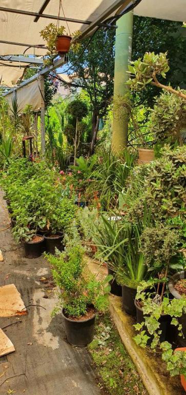 משתלת פרחי ראניה משתלת פרחי ראניה