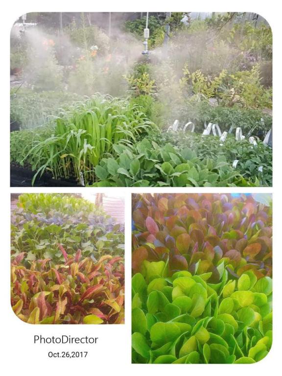 משתלת ירוק משתלת ירוק