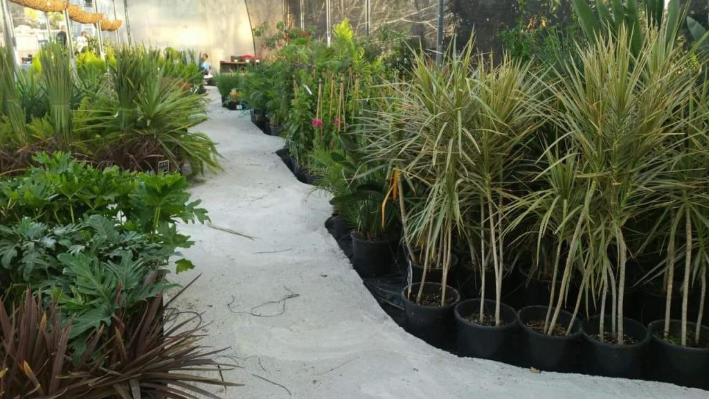 משתלת ירוק משתלת ירוק