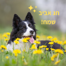 מאפט