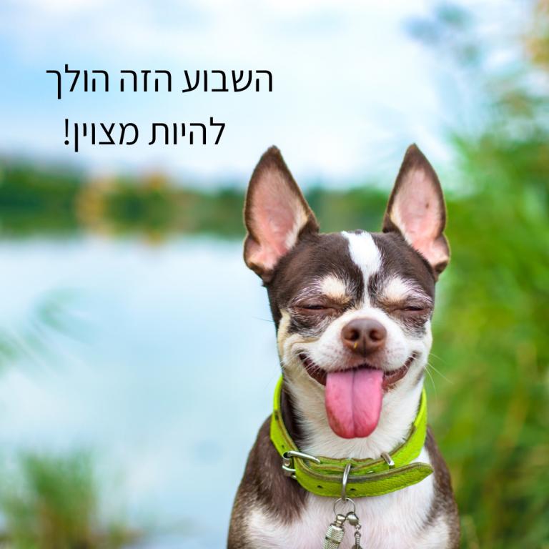 מאפט מאפט