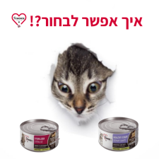 מאפט