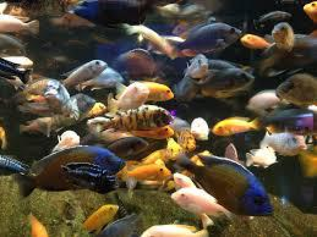 טרופידג גידול דגי נוי טרופידג גידול דגי נוי