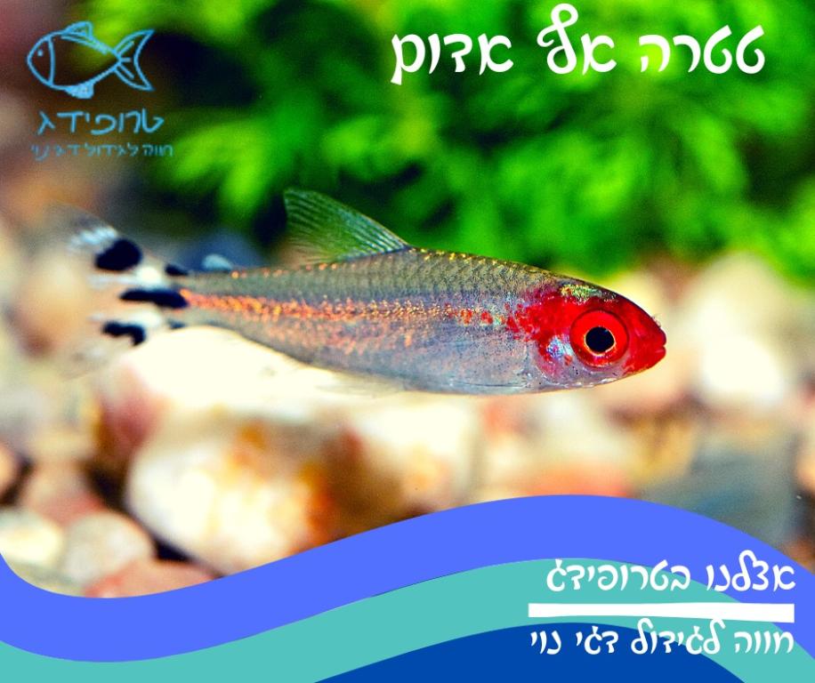 טרופידג גידול דגי נוי טרופידג גידול דגי נוי