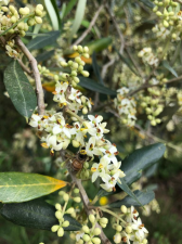 משק גלקין 75