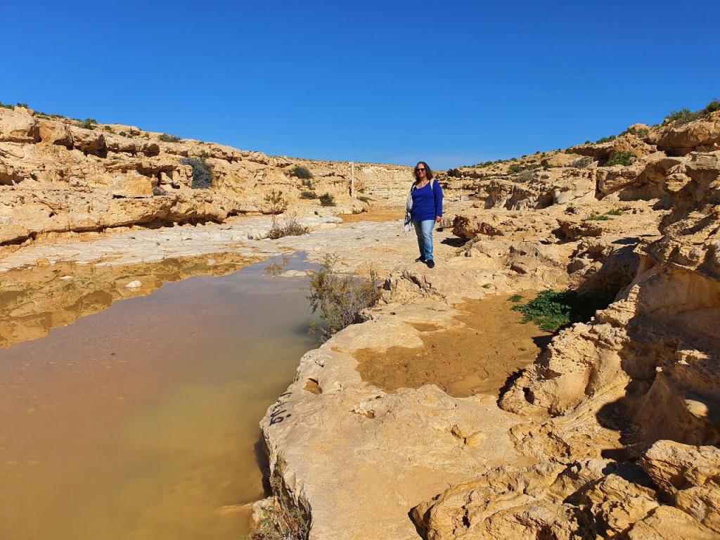 שושנת המדבר שושנת המדבר