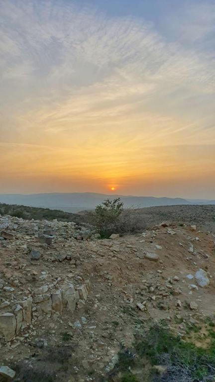 שושנת המדבר שושנת המדבר
